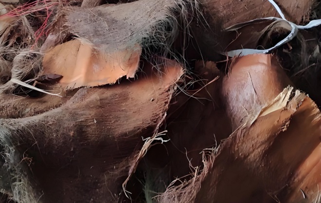 Palm Fiber